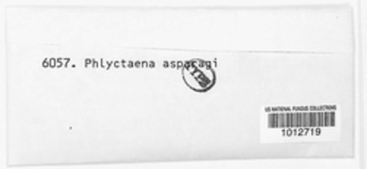 Phlyctema asparagi image